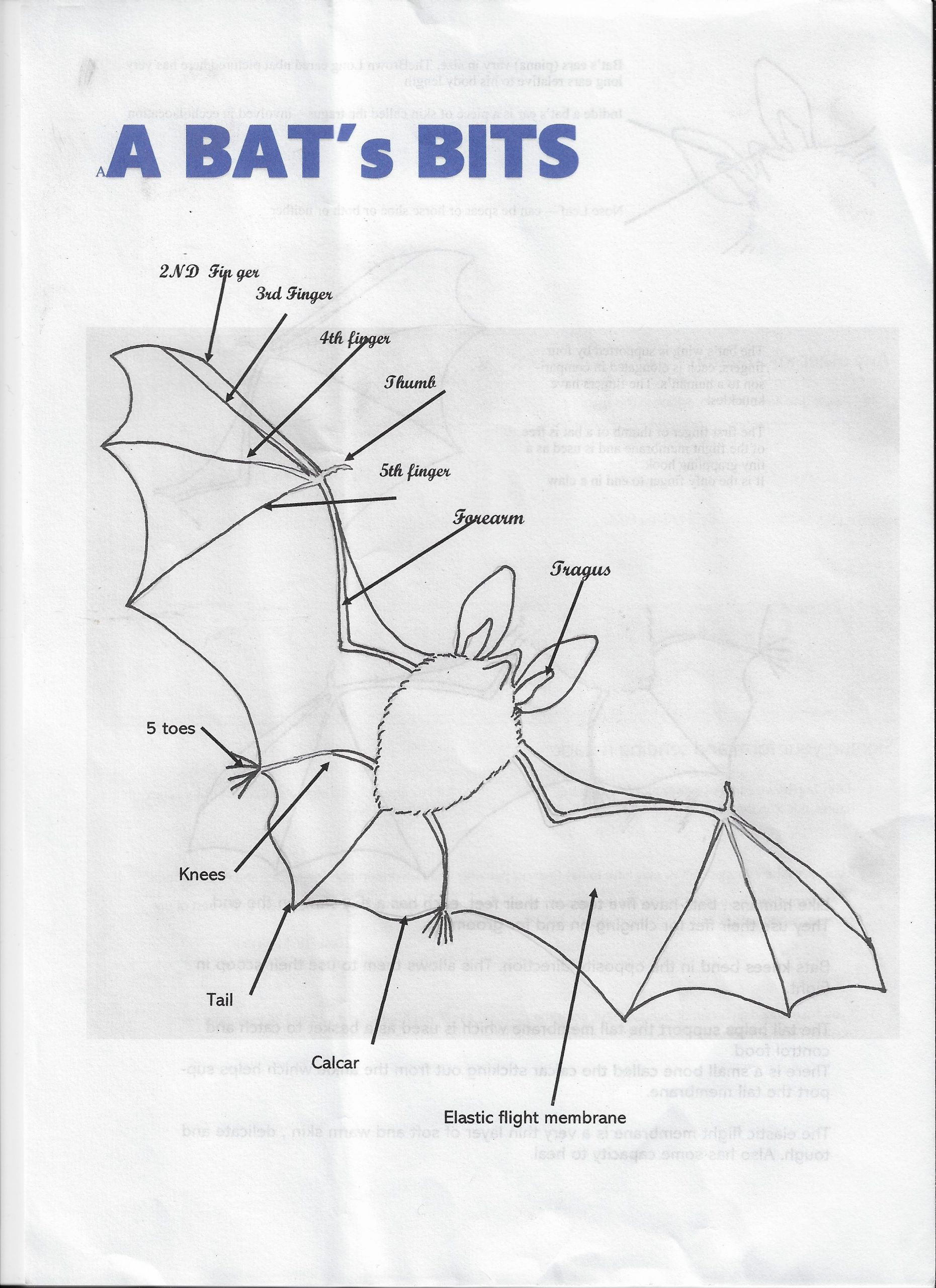 Bat's Bits complete page 1