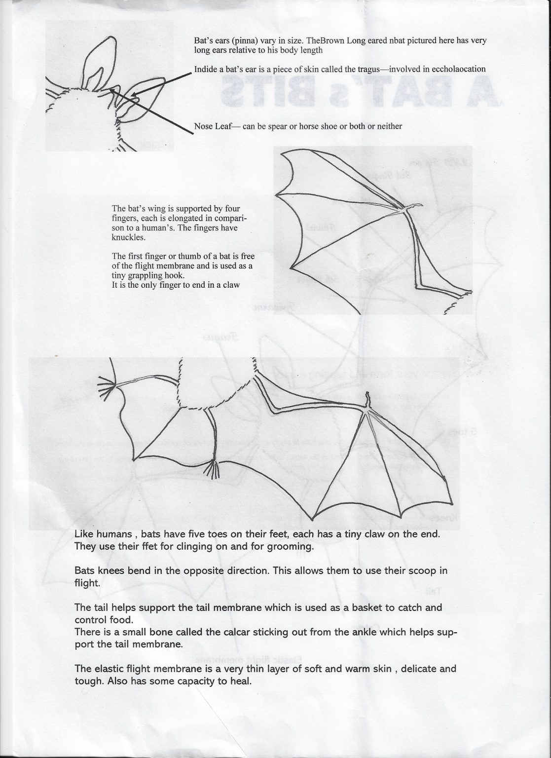 Bat Facts – Lincolnshire Bat Group